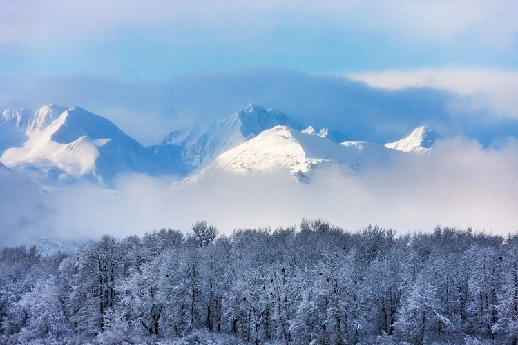 Picture of LANDSCAPE OF FOREST AND SNOW MOUNTAIN-HAINES-ALASKA-USA