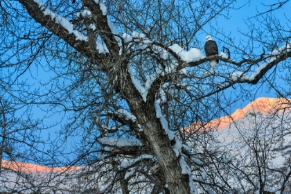 Picture of BALD EAGLE PERCHED ON A TREE COVERED WITH SNOW-SNOW MOUNTAIN IN THE DISTANCE-HAINES-ALASKA-USA