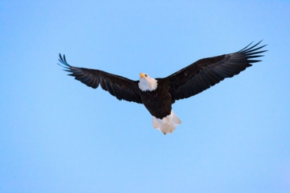 Picture of BALD EAGLE FLYING IN THE SKY-HAINES-ALASKA-USA