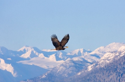 Picture of BALD EAGLE FLYING OVER SNOW MOUNTAIN-HAINES-ALASKA-USA