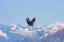 Picture of BALD EAGLE FLYING OVER SNOW MOUNTAIN-HAINES-ALASKA-USA