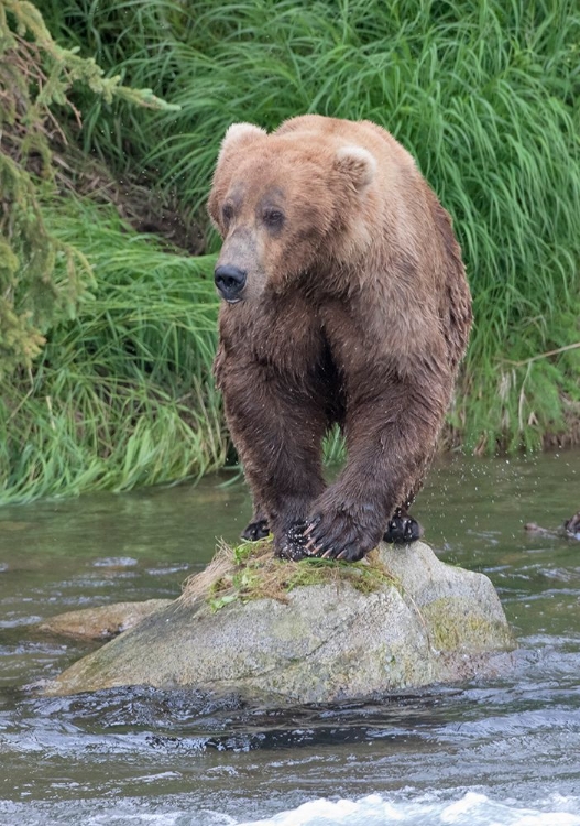 Picture of BROWN BEAR CATCHING SALMON IN BROOKS RIVER-KATMAI NATIONAL PARK-ALASKA-USA