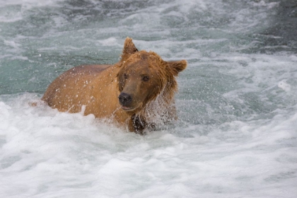 Picture of BROWN BEAR CATCHING SALMON AT BROOKS FALLS-KATMAI NATIONAL PARK-ALASKA-USA