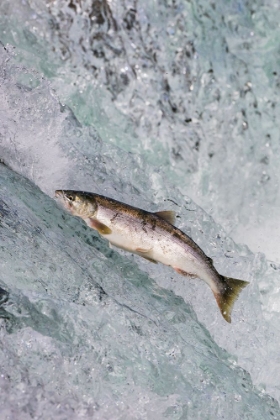 Picture of SALMON JUMPING OVER BROOKS FALLS-KATMAI NATIONAL PARK-ALASKA-USA