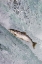 Picture of SALMON JUMPING OVER BROOKS FALLS-KATMAI NATIONAL PARK-ALASKA-USA