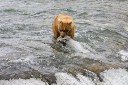 Picture of BROWN BEAR CATCHING SALMON AT BROOKS FALLS-KATMAI NATIONAL PARK-ALASKA-USA