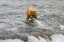 Picture of BROWN BEAR CATCHING SALMON AT BROOKS FALLS-KATMAI NATIONAL PARK-ALASKA-USA