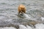 Picture of BROWN BEAR CATCHING SALMON AT BROOKS FALLS-KATMAI NATIONAL PARK-ALASKA-USA