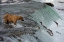 Picture of TOURISTS PHOTOGRAPHING BROWN BEAR CATCHING SALMON AT BROOKS FALLS-KATMAI NATIONAL PARK-ALASKA-USA