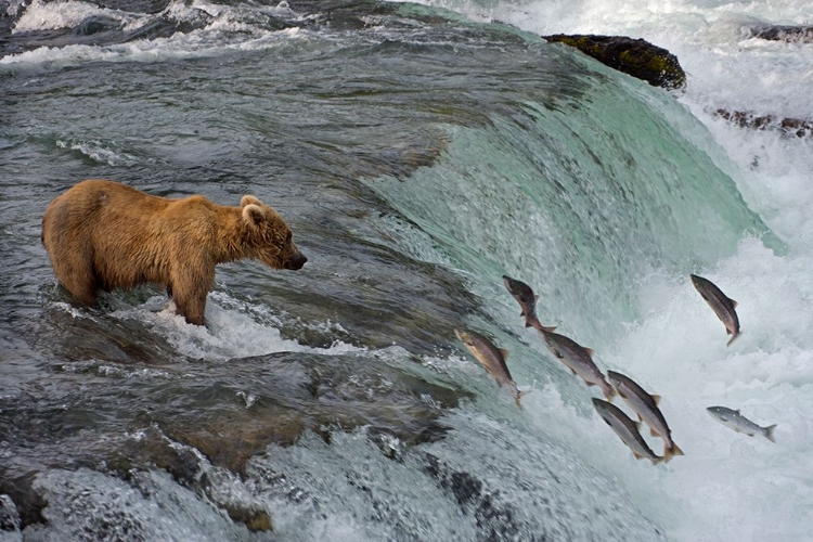 Picture of TOURISTS PHOTOGRAPHING BROWN BEAR CATCHING SALMON AT BROOKS FALLS-KATMAI NATIONAL PARK-ALASKA-USA