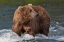 Picture of BROWN BEAR CATCHING SALMON AT BROOKS FALLS-KATMAI NATIONAL PARK-ALASKA-USA