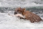 Picture of BROWN BEAR CATCHING SALMON AT BROOKS FALLS-KATMAI NATIONAL PARK-ALASKA-USA