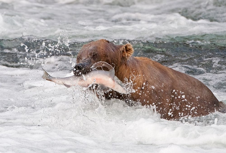 Picture of BROWN BEAR CATCHING SALMON AT BROOKS FALLS-KATMAI NATIONAL PARK-ALASKA-USA