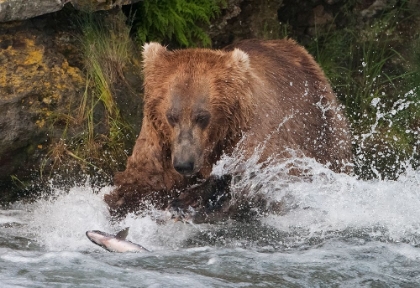 Picture of BROWN BEAR CATCHING SALMON AT BROOKS FALLS-KATMAI NATIONAL PARK-ALASKA-USA