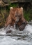 Picture of BROWN BEAR CATCHING SALMON AT BROOKS FALLS-KATMAI NATIONAL PARK-ALASKA-USA