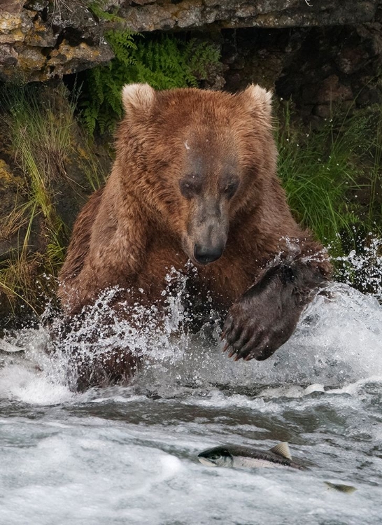 Picture of BROWN BEAR CATCHING SALMON AT BROOKS FALLS-KATMAI NATIONAL PARK-ALASKA-USA