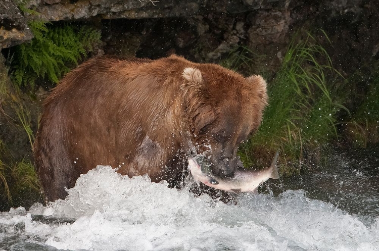 Picture of BROWN BEAR CATCHING SALMON AT BROOKS FALLS-KATMAI NATIONAL PARK-ALASKA-USA