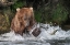 Picture of BROWN BEAR CATCHING SALMON AT BROOKS FALLS-KATMAI NATIONAL PARK-ALASKA-USA