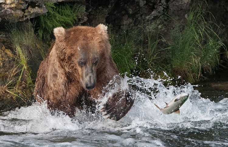 Picture of BROWN BEAR CATCHING SALMON AT BROOKS FALLS-KATMAI NATIONAL PARK-ALASKA-USA