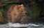 Picture of BROWN BEAR CATCHING SALMON AT BROOKS FALLS-KATMAI NATIONAL PARK-ALASKA-USA