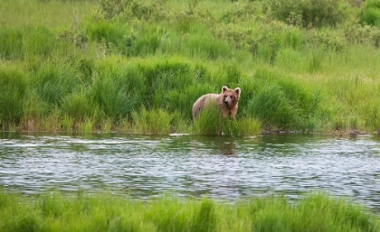 Picture of BROWN BEAR IN BROOKS RIVER-KATMAI NATIONAL PARK-ALASKA-USA