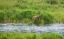 Picture of BROWN BEAR IN BROOKS RIVER-KATMAI NATIONAL PARK-ALASKA-USA