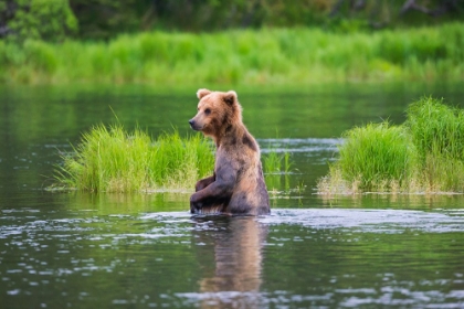 Picture of BROWN BEAR STANDING IN BROOKS RIVER-KATMAI NATIONAL PARK-ALASKA-USA