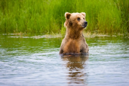 Picture of BROWN BEAR STANDING ON BROOKS RIVER-KATMAI NATIONAL PARK-ALASKA-USA