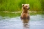 Picture of BROWN BEAR STANDING ON BROOKS RIVER-KATMAI NATIONAL PARK-ALASKA-USA