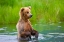 Picture of BROWN BEAR STANDING IN BROOKS RIVER-KATMAI NATIONAL PARK-ALASKA-USA