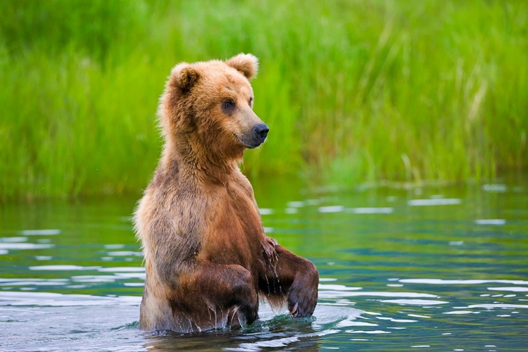 Picture of BROWN BEAR STANDING IN BROOKS RIVER-KATMAI NATIONAL PARK-ALASKA-USA