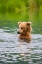 Picture of BROWN BEAR STANDING IN BROOKS RIVER-KATMAI NATIONAL PARK-ALASKA-USA