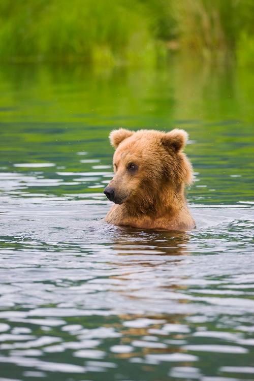 Picture of BROWN BEAR STANDING IN BROOKS RIVER-KATMAI NATIONAL PARK-ALASKA-USA