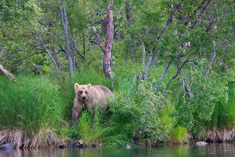 Picture of BROWN BEAR IN THE GRASS BY BROOKS RIVER-KATMAI NATIONAL PARK-ALASKA-USA