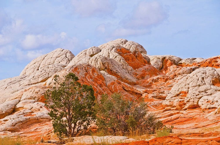 Picture of USA-ARIZONA-VERMILION CLIFFS NATIONAL MONUMENT WHITE POCKET