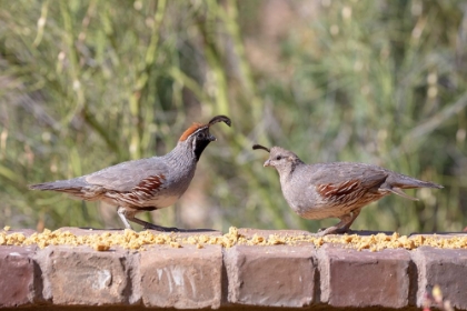 Picture of USA-ARIZONA-BUCKEYE-PAIR OF GAMBELS QUAIL FEEDING ON BRICK WALL