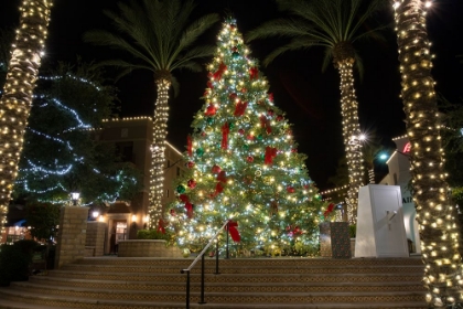 Picture of USA-ARIZONA-BUCKEYE-CHRISTMAS TREE IN THE VILLAGE SQUARE AT NIGHT