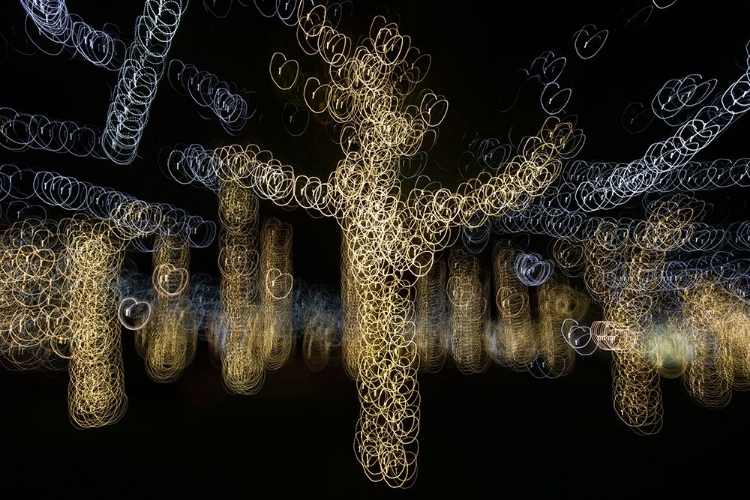 Picture of USA-ARIZONA-BUCKEYE-ABSTRACT OF DECORATED TREES AT NIGHT DURING CHRISTMAS