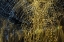 Picture of USA-ARIZONA-BUCKEYE-ABSTRACT OF DECORATED TREES AT NIGHT DURING CHRISTMAS