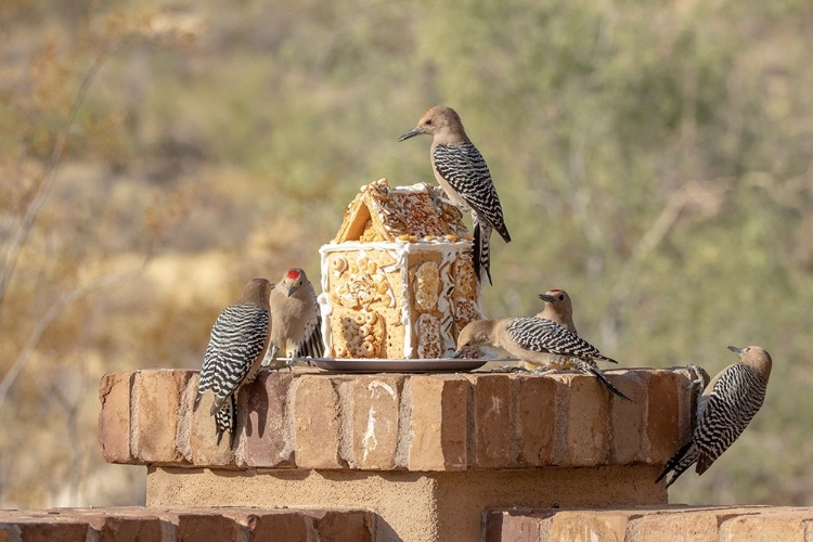 Picture of USA-ARIZONA-BUCKEYE-GILA WOODPECKERS AND HOUSE MADE WITH BIRD SEED AND SUET