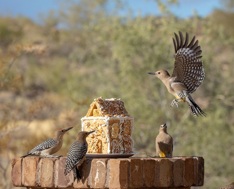 Picture of USA-ARIZONA-BUCKEYE-GILA WOODPECKERS AND HOUSE MADE WITH BIRD SEED AND SUET