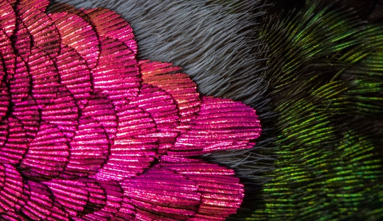 Picture of USA-ARIZONA-CLOSE-UP OF HUMMINGBIRD FEATHERS