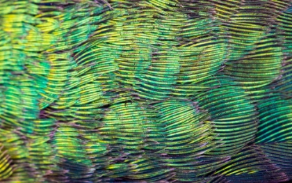 Picture of USA-ARIZONA-CLOSE-UP OF HUMMINGBIRD FEATHERS