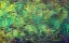 Picture of USA-ARIZONA-CLOSE-UP OF HUMMINGBIRD FEATHERS