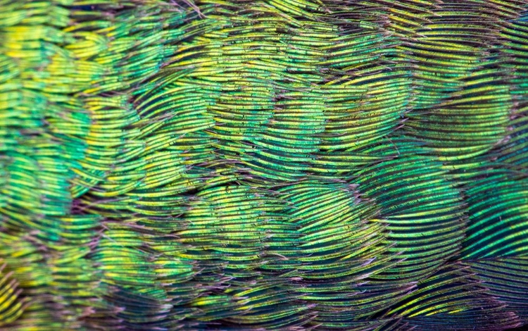 Picture of USA-ARIZONA-CLOSE-UP OF HUMMINGBIRD FEATHERS