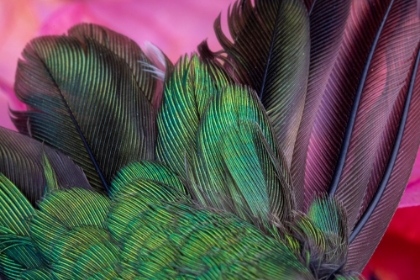 Picture of USA-ARIZONA-CLOSE-UP OF HUMMINGBIRD FEATHERS