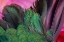 Picture of USA-ARIZONA-CLOSE-UP OF HUMMINGBIRD FEATHERS