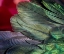 Picture of USA-ARIZONA-CLOSE-UP OF HUMMINGBIRD FEATHERS