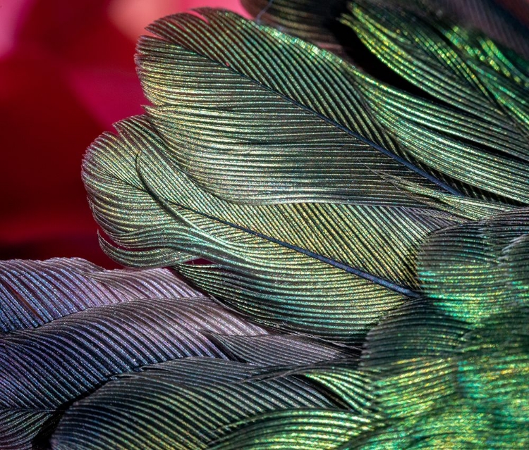 Picture of USA-ARIZONA-CLOSE-UP OF HUMMINGBIRD FEATHERS