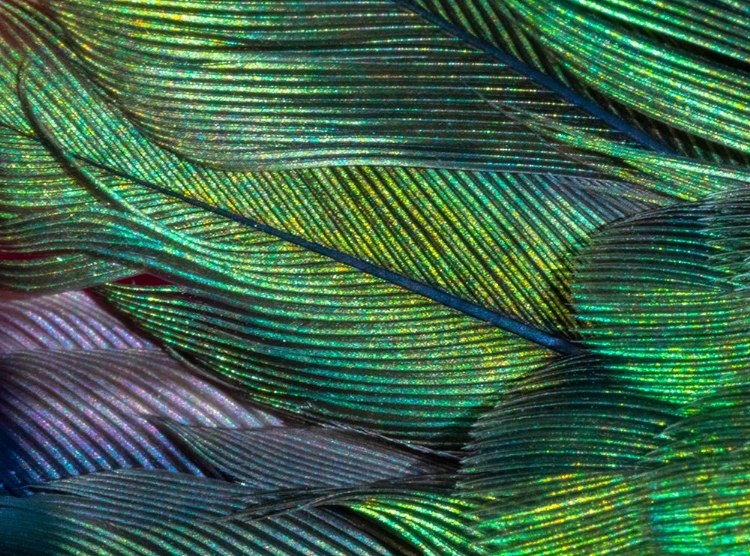 Picture of USA-ARIZONA-CLOSE-UP OF HUMMINGBIRD FEATHERS